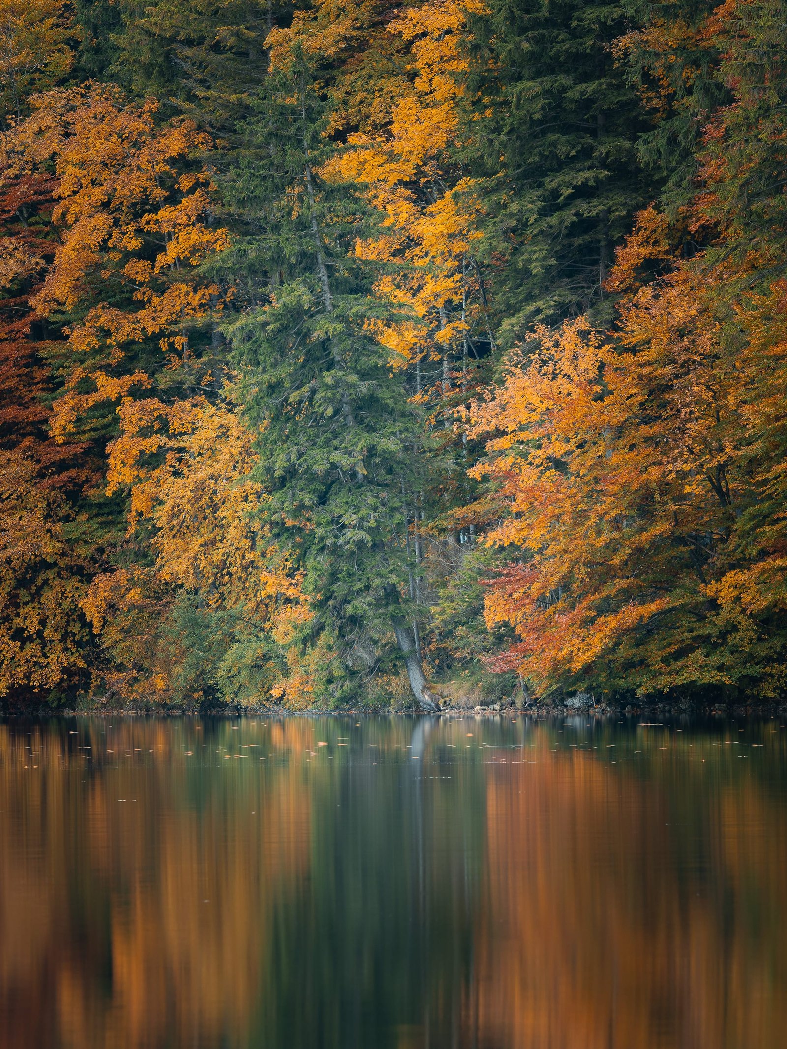 Autumn's Symmetry — Germany, fine art landscape photograph by Carlos Rodríguez Pacheco